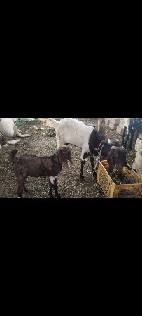 थंबनेल 3