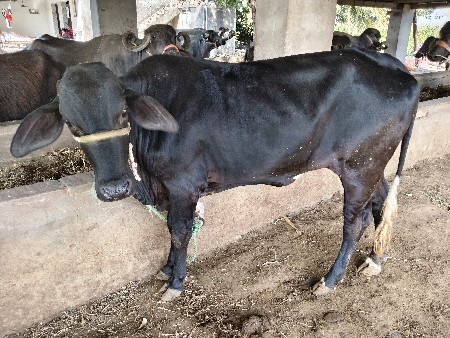 थंबनेल 2