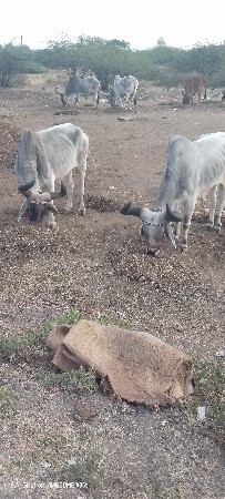 थंबनेल 2