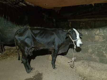 थंबनेल 2