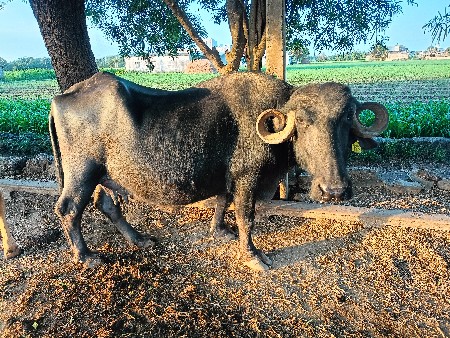 ભેંસ વેચવાની છે