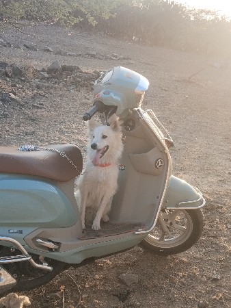 પોમેલિયન કુતરો હે