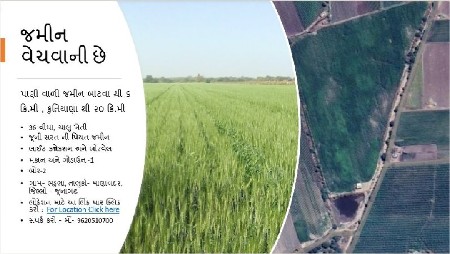 36 Vigha, Bhadula જમીન