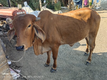 હોદકી વેચવાની છે
