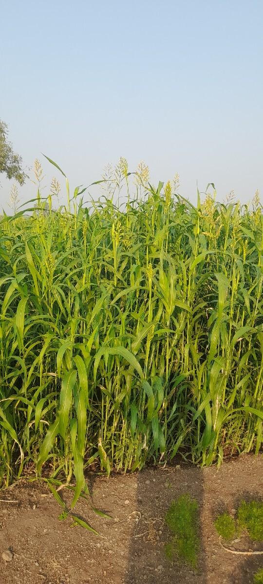 લીલી જુવાર વેચવાની છે