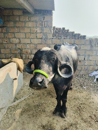 થંબનેલ 3