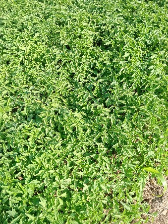 ટમેટી નો રોપ વેચવાનો છે