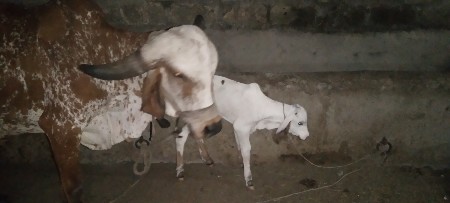 थंबनेल 3