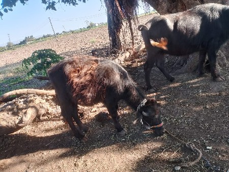 થંબનેલ 3