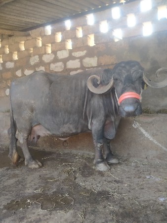 ભેંશ વેશવાનીછે