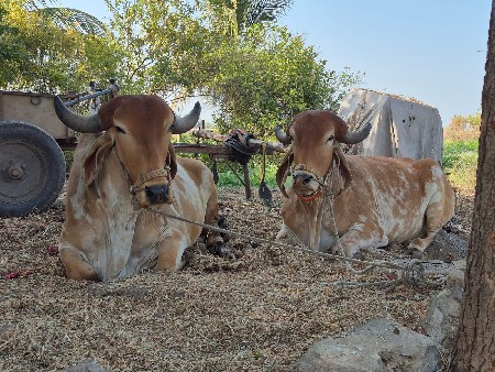 थंबनेल 3