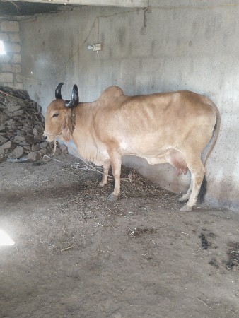 थंबनेल 2