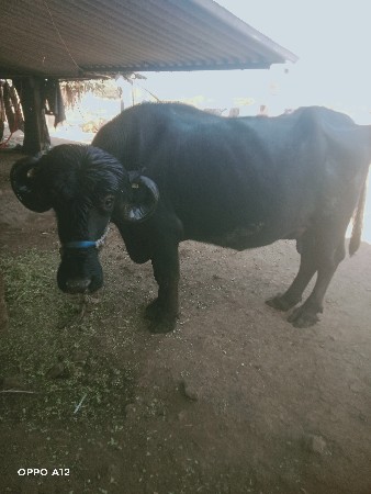 ભેંસ વેચવાની છે