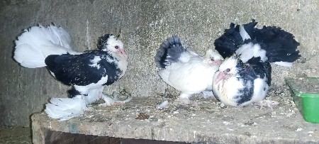 थंबनेल 3