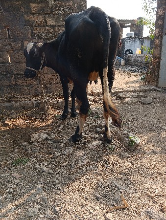 ગીર કોર્સ hf વેચવાની છે