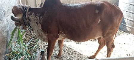 દેશી ગાય વેચવાની છે