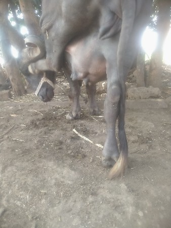 ભેંસ વેચવાની છે