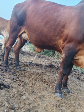 ગાય વેચવાની છે