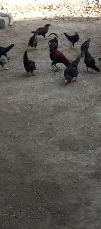 કુકડા વેશવાના છે