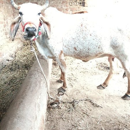 ગાય વેચવાની છે