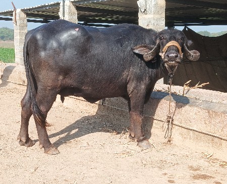 ભેસ વેચવા ની છે