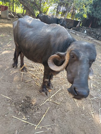 આ ભેંસ વેસવાની સે