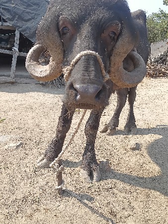 थंबनेल 2