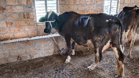 7 લીટર દૂધ હજાર માં સે