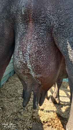 ભેંસ વેચવાની છે