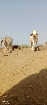 ગોઢલા વેચવાના છે