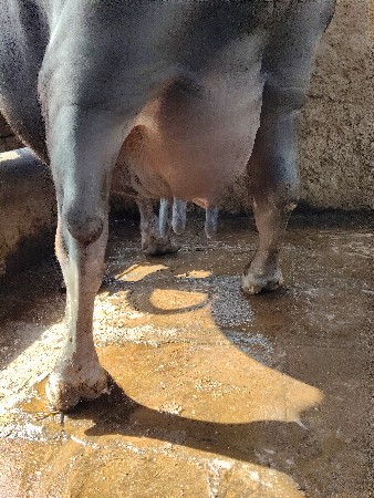 ફુલ જવાબદારી 5વેંતર 15દિવસકાચ