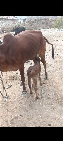 વેચવાની છે