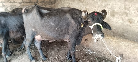 ભેંસ વેચવાની છે.