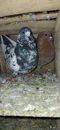 મારવાટ કબૂતર છે