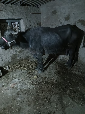 थंबनेल 2