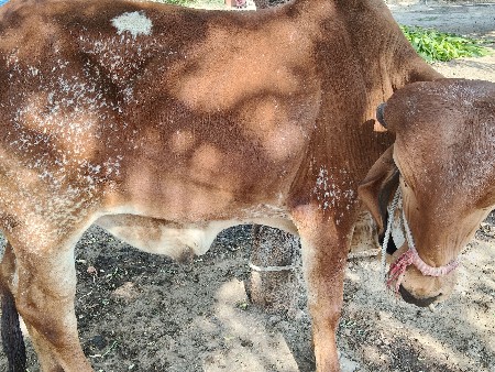 थंबनेल 3