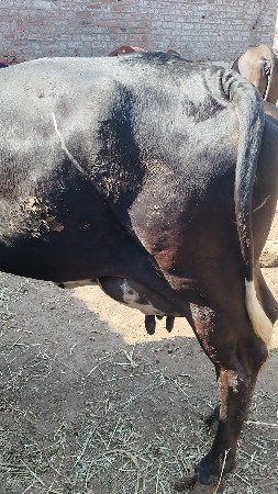 થંબનેલ 2