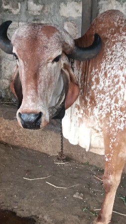 ગીર ગાય છે