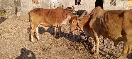 આ બળદ વેચવાના છે