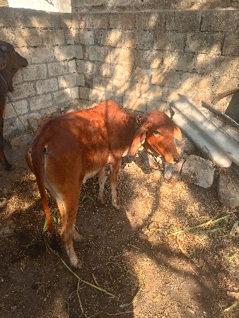 દેશી વાછડી વેચવાની છે