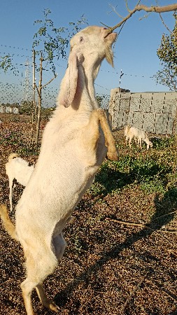 બકરો વેચવાનો છે..