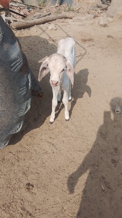 વઢીયારી ગાય વેચવાની