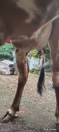 વેચવાની છે