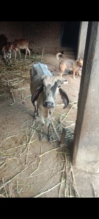 थंबनेल 2