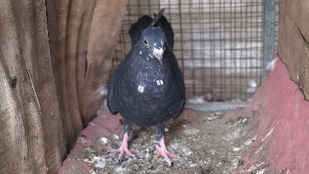 ઉડાન કબૂતર છે