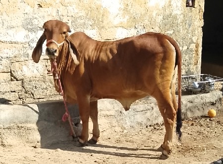 ગીર કૉષ સાહીલ વાળ વાછડી છે