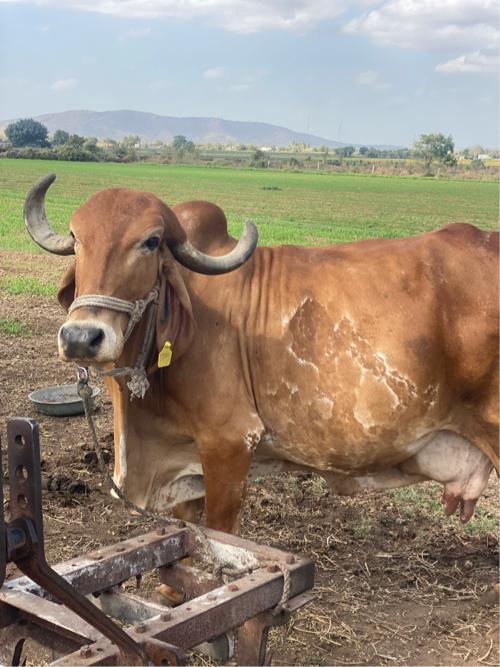 थंबनेल 3