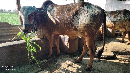 થંબનેલ 3