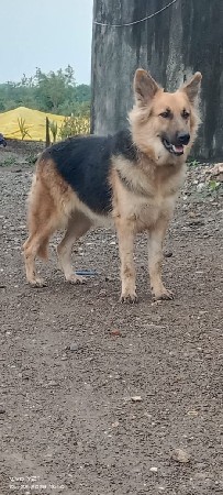 કુતરી વેચવાનું છે