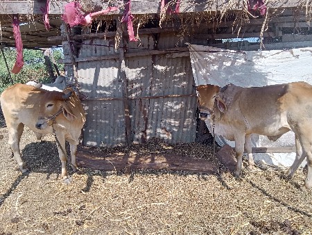 थंबनेल 2